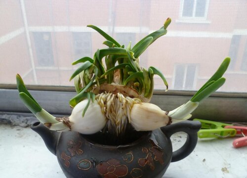 百合种球可以水培吗