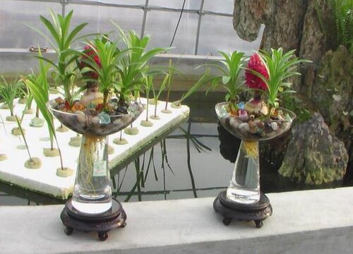 百合种球可以水培吗