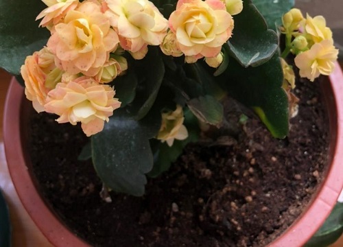 如何延长长寿花的花期