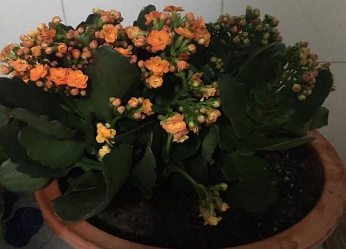 如何延长长寿花的花期