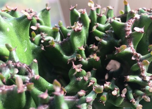 哪些人不要摆放麒麟花