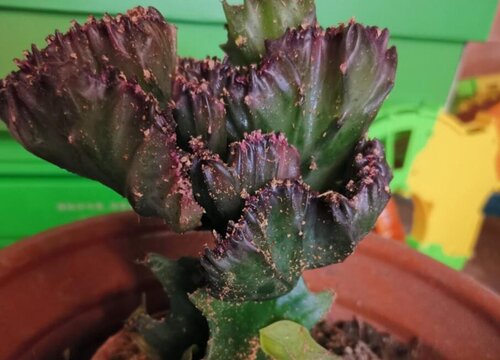 哪些人不要摆放麒麟花