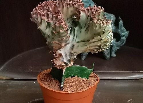 哪些人不要摆放麒麟花