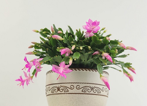 蟹爪兰长芽如何施肥长得又厚又翠绿