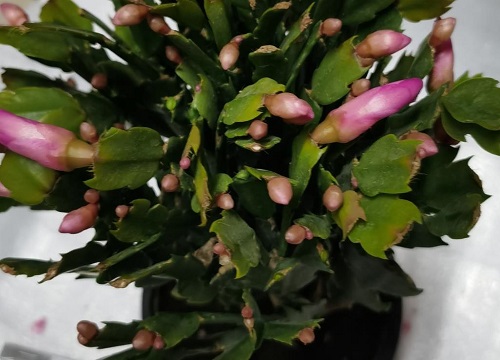 蟹爪兰长芽如何施肥长得又厚又翠绿