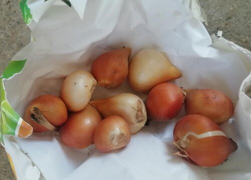 风信子开完花后怎么处理