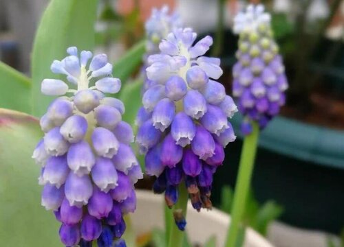 风信子开完花后怎么处理