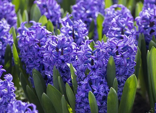 风信子开完花后怎么处理