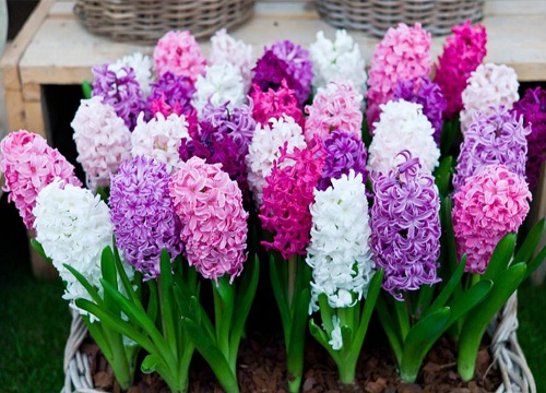 风信子开完花后怎么处理