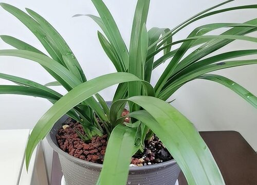 兰花喜阴还是喜阳光的植物