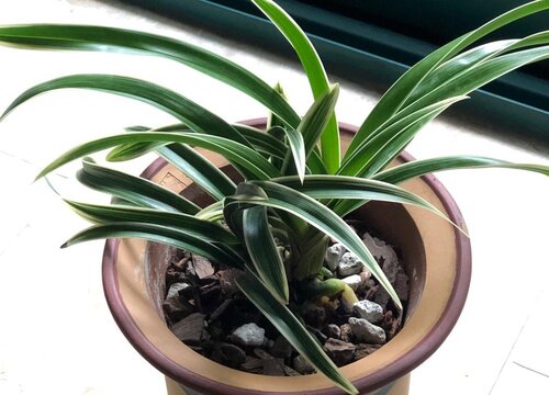 兰花喜阴还是喜阳光的植物