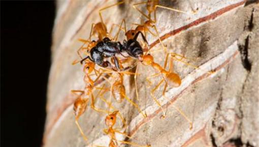 红火蚁如何彻底灭杀