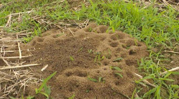 红火蚁如何彻底灭杀