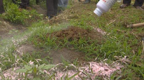 红火蚁如何彻底灭杀