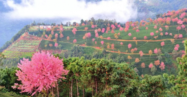 龙州县属于哪个市