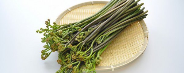 新鲜蕨菜如何做好吃