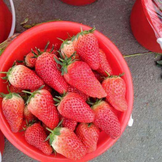 中国十大草莓之乡在什么地方