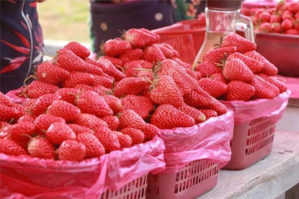 中国十大草莓之乡在什么地方