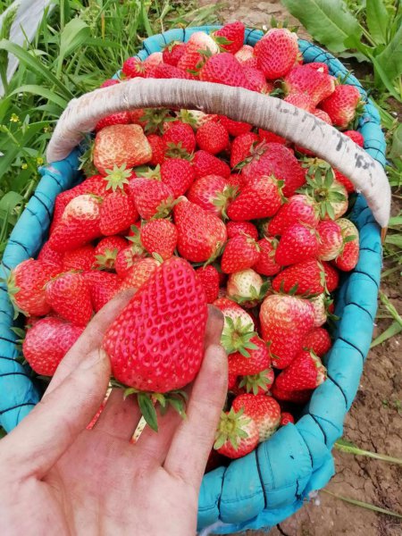 中国十大草莓之乡在什么地方