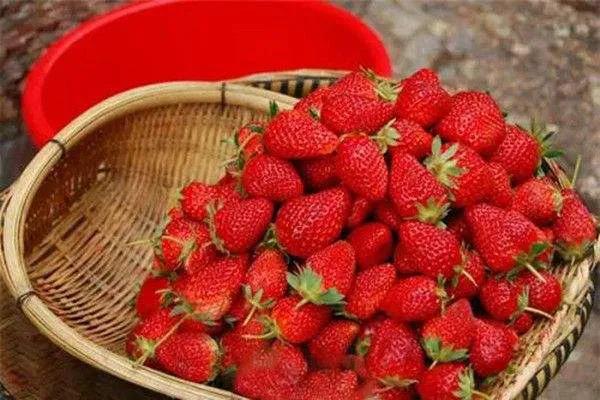 中国十大草莓之乡在什么地方