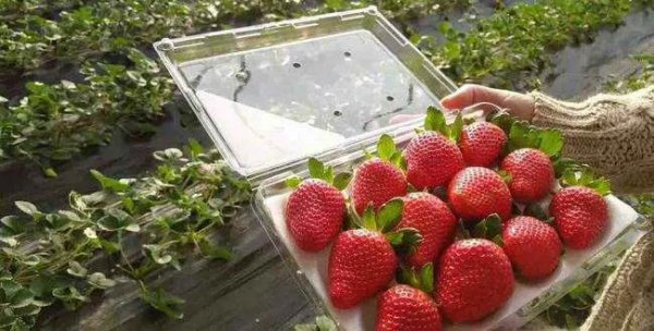 中国十大草莓之乡在什么地方