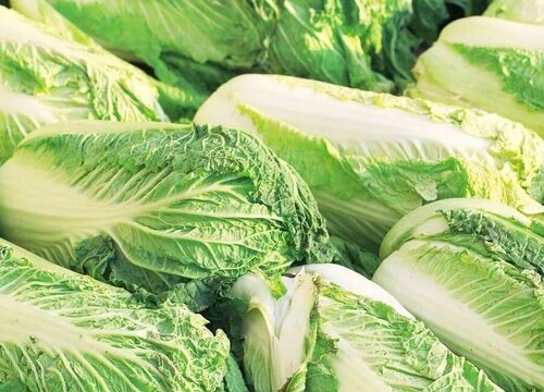 白菜最佳种植时间 什么时候种植最好