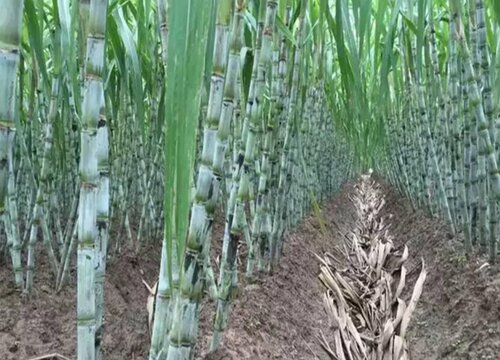甘蔗是怎么种植才能又脆又甜