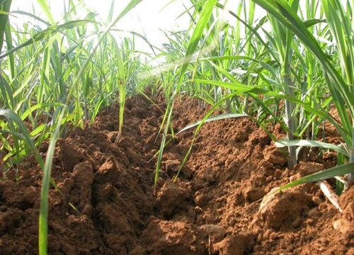 甘蔗是怎么种植才能又脆又甜