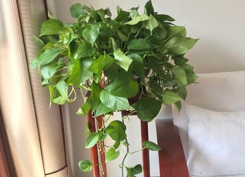 绿萝什么时候开花