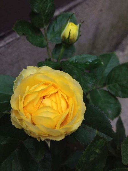 无刺月季品种有哪些