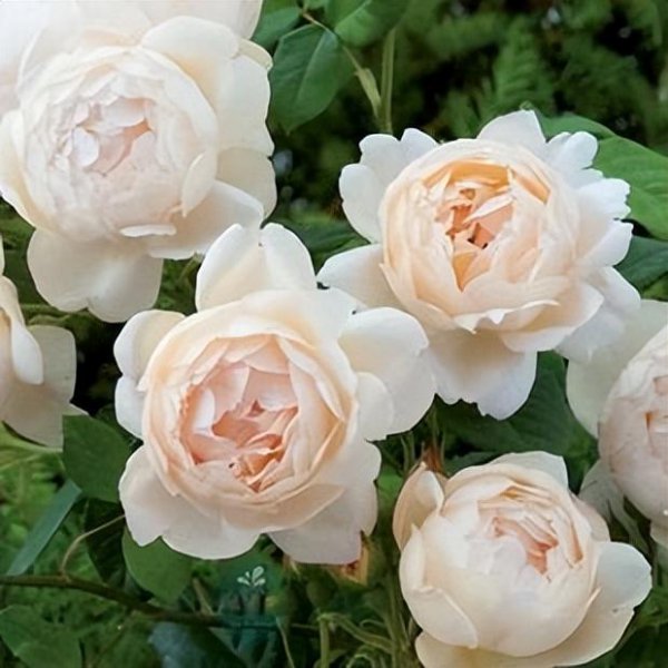 无刺月季品种有哪些