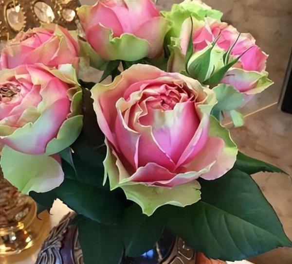 无刺月季品种有哪些