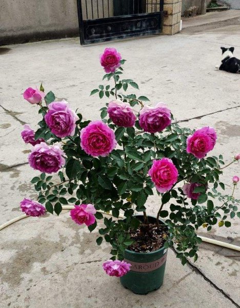 无刺月季品种有哪些