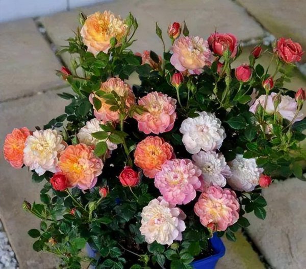 无刺月季品种有哪些