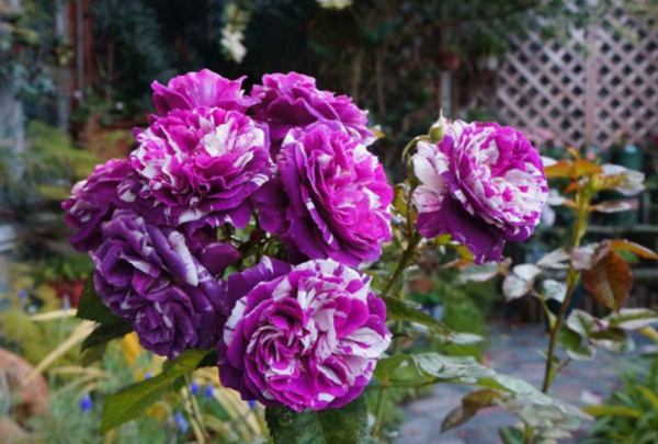 无刺月季品种有哪些