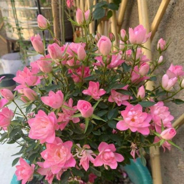 无刺月季品种有哪些