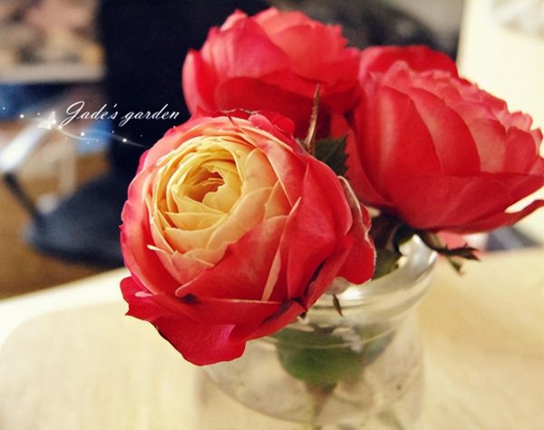 无刺月季品种有哪些