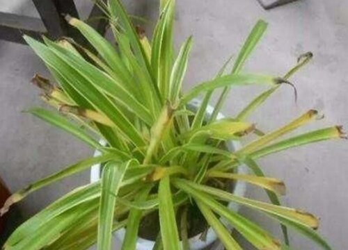 吊兰干尖黄叶应该如何处理