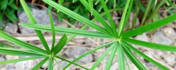 水水竹怎么养才长得好