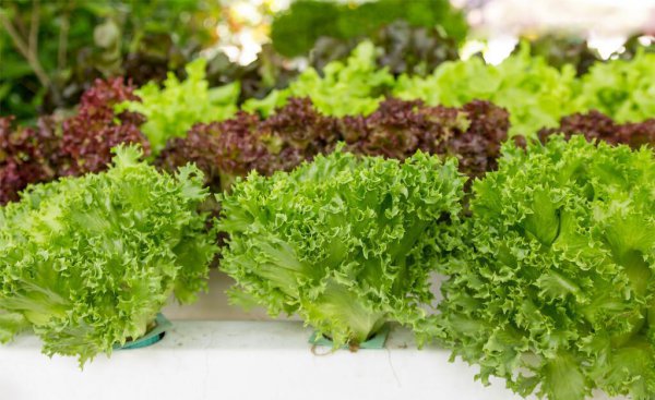 十种常见的拌沙拉的蔬菜