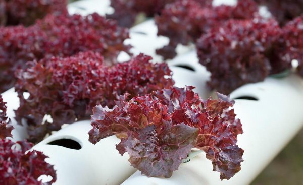 十种常见的拌沙拉的蔬菜