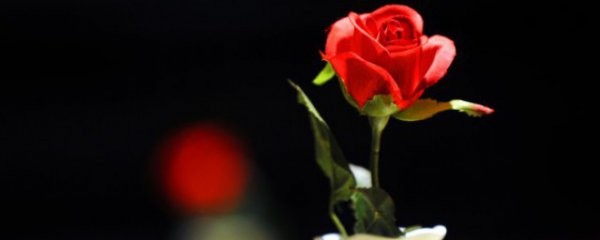 红玫瑰的花语和象征意义