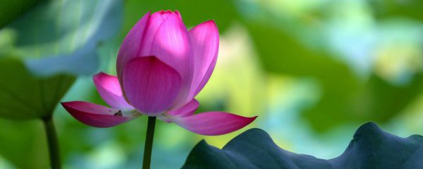 荷花家庭种植方法