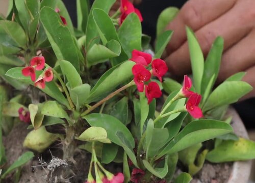 虎刺梅开花期间需要修剪吗