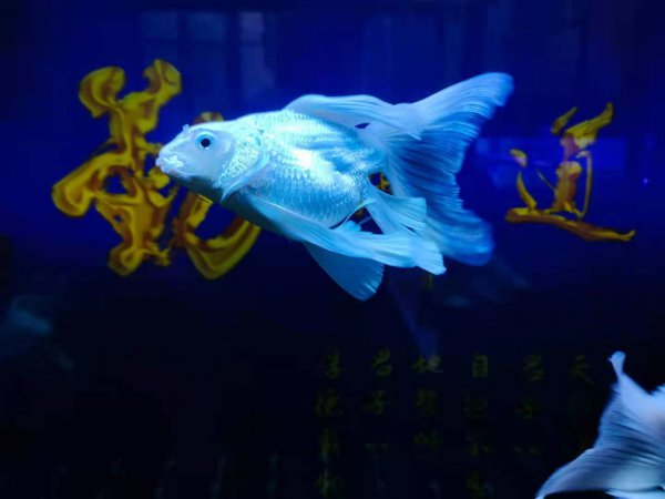 养热带鱼水温控制在多少度