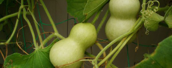 春节客厅挂什么最旺财