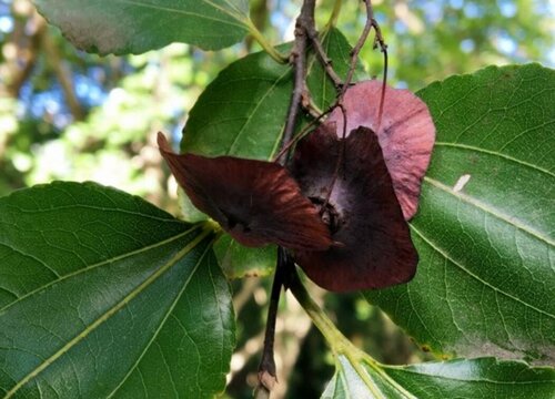 金钱树和铜钱树有什么区别