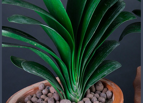 如何判断君子兰是否缺水