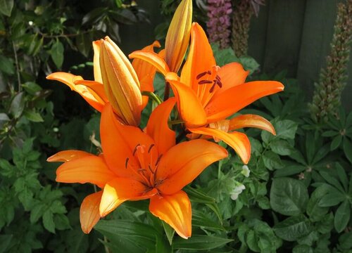 百合花盆栽一年开几次花