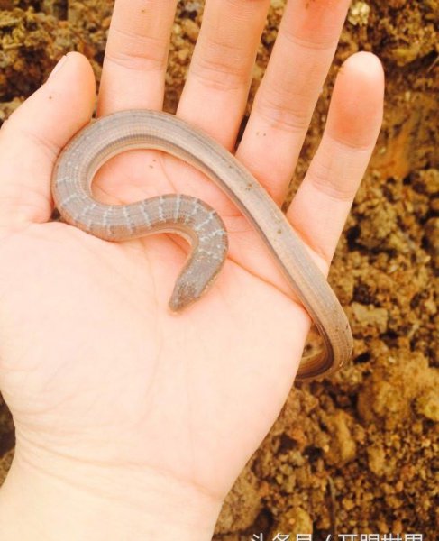 世界上最小的蛇是什么蛇图片
